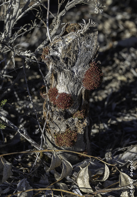 emily renzel wetlands 2026
